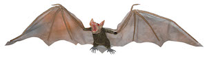 Hanging Vampire Bat